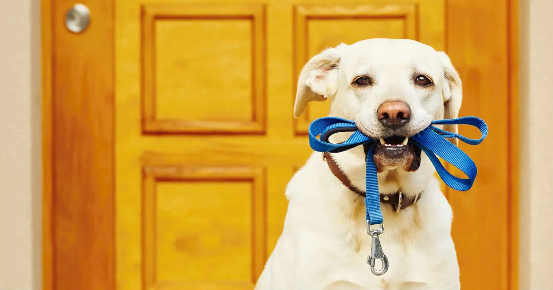 convenient pet services