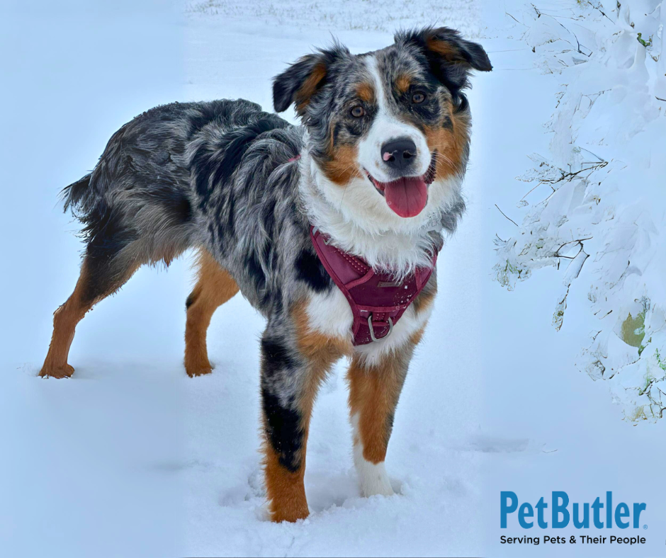Winter Wellness Tips for Dogs