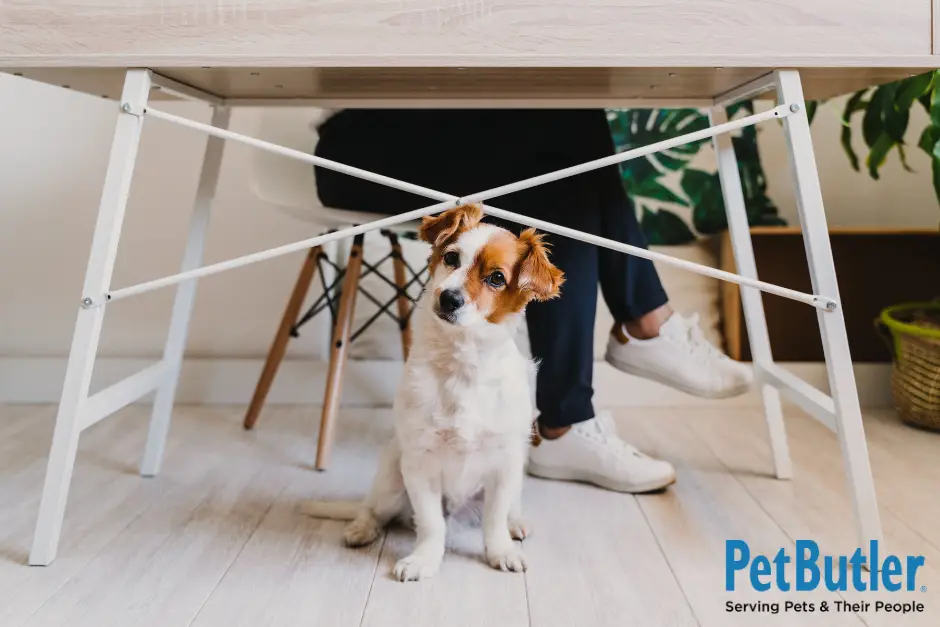 Dogs in the workplace