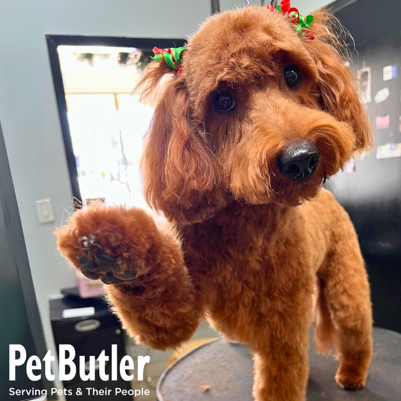 Pet Butler Franchise Opportunities For True Dog People