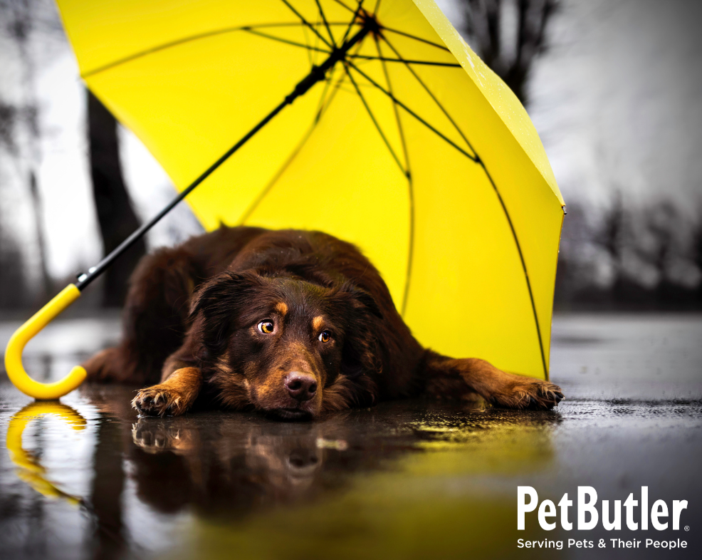 unhappy dog under umbrella