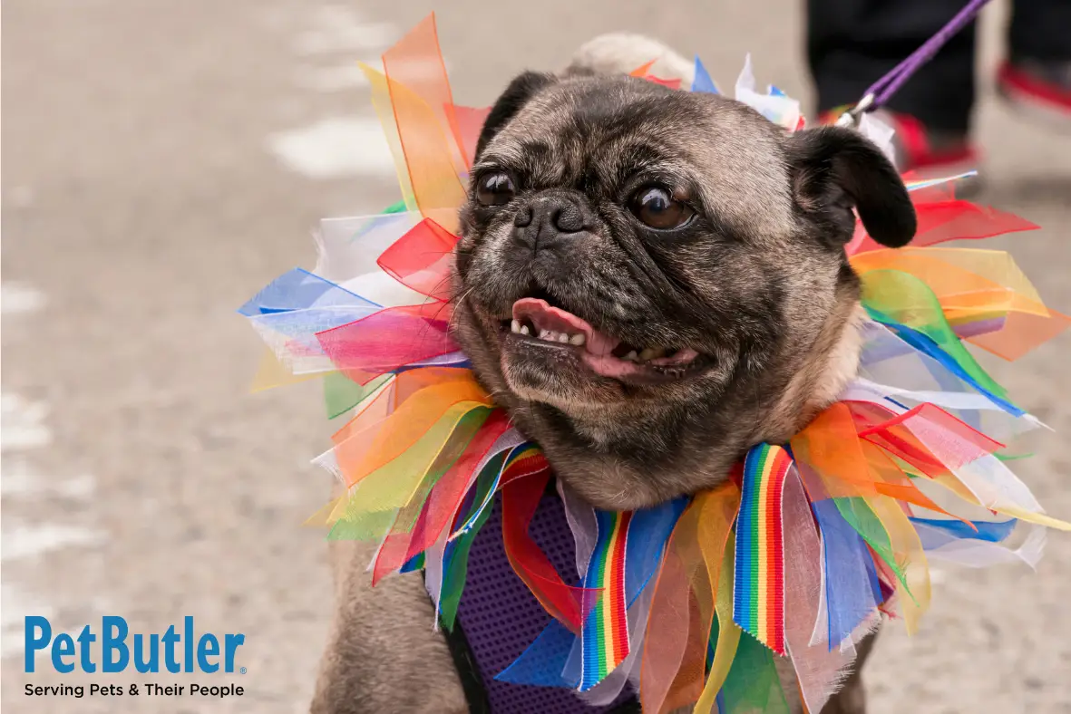 Pride Pug