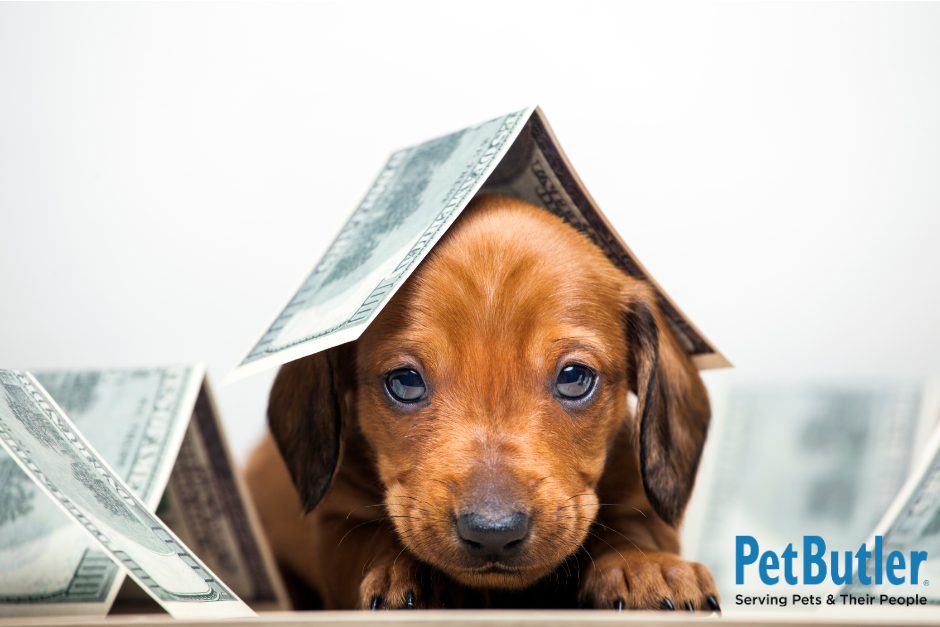 puppy with money on her head and all around her