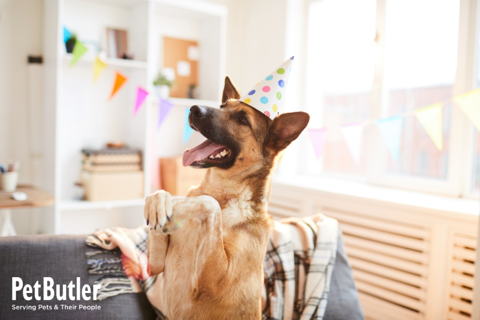 German Shepherd wearing a party hat with festive decorations, celebrating milestones and looking ahead to the new year.