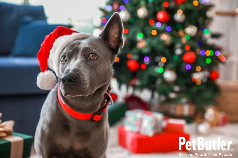 Happy pit bull wearing a Santa hat in front of a decorated Christmas tree, celebrating the holiday season with pet-friendly holiday decor.