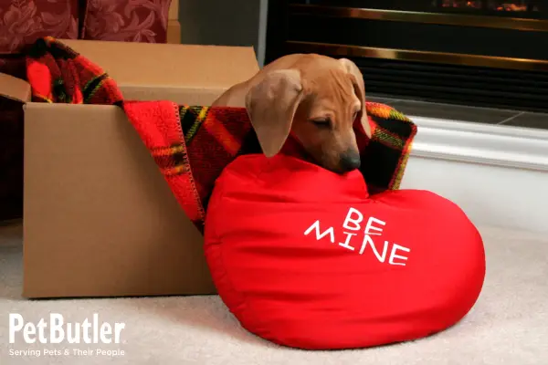 puppy sitting in a box with a red blanket and smelling a red heart pillow that says "Be Mine" for Valentine's Day