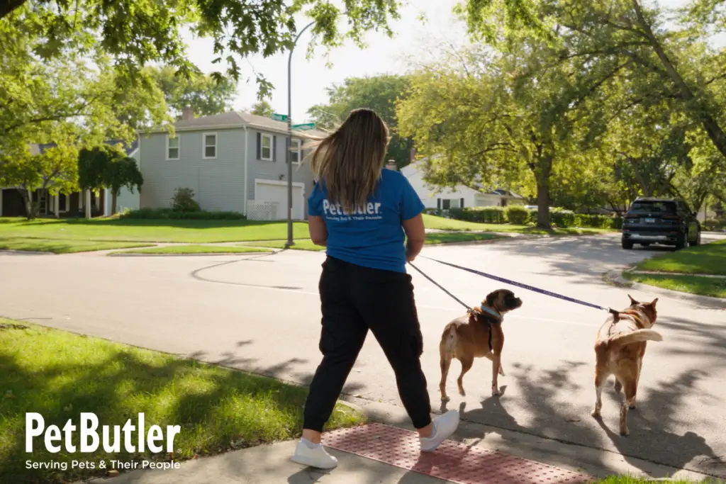 Pet sitter walking two dogs in a neighborhood